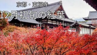東福寺 通天橋 12月初旬の紅葉と本堂の風景（京都）