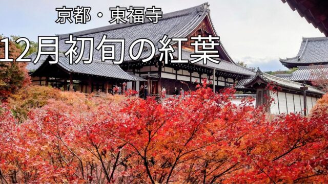 東福寺 通天橋 12月初旬の紅葉と本堂の風景（京都）