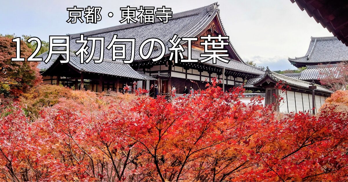 東福寺 通天橋 12月初旬の紅葉と本堂の風景（京都）