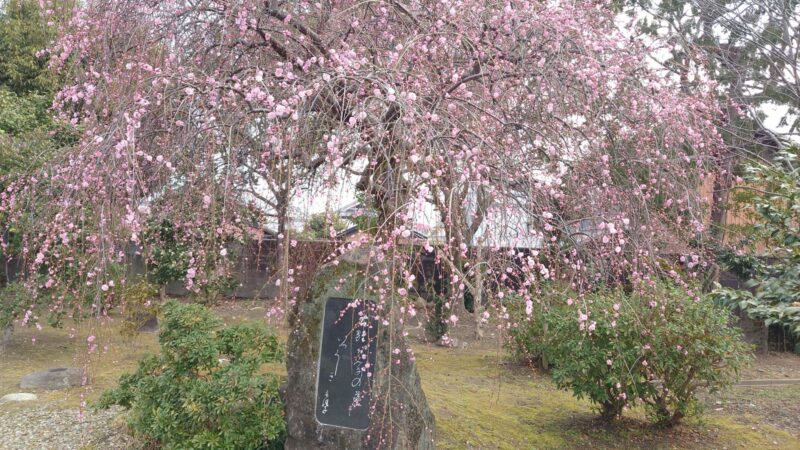 奈良 法華寺 華楽園に咲くしだれ梅