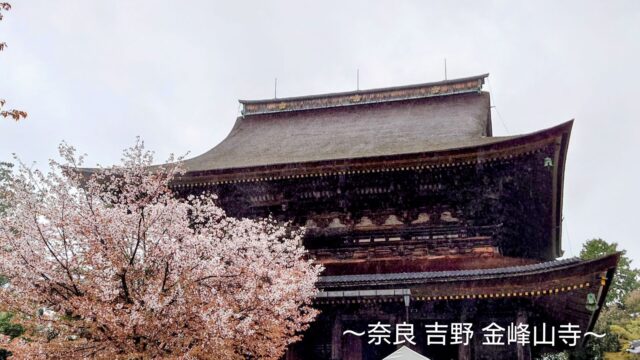 雨に煙る金峯山寺蔵王堂と満開の桜（奈良県吉野山）