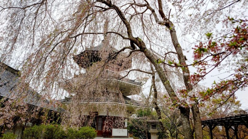 吉野朝宮跡と周囲に咲く桜（南朝ゆかりの地）