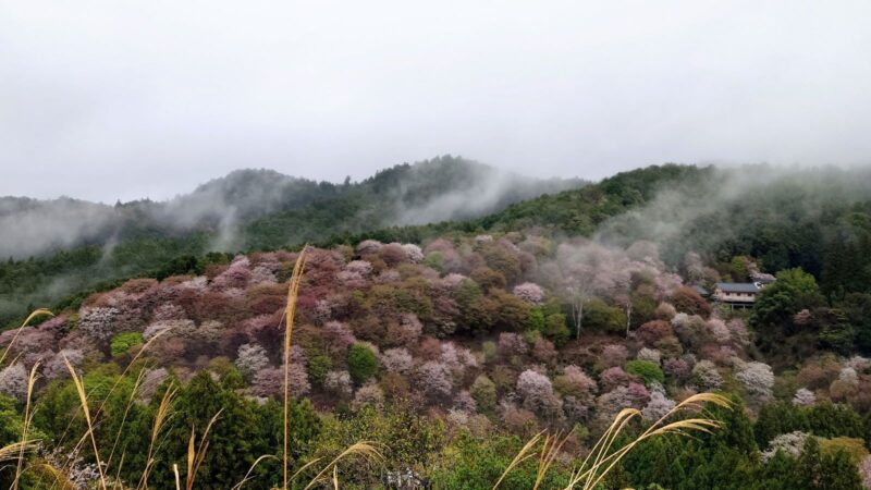 霧が立ち上る吉野山の桜の全景（奈良県吉野町）