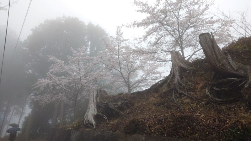 霧に包まれた奥千本の桜（吉野山）
