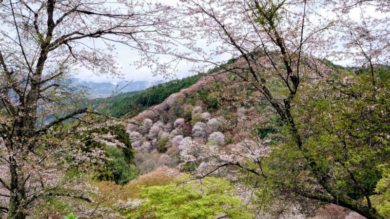 桜で山全体が染まる吉野山の絶景（奈良県吉野山）