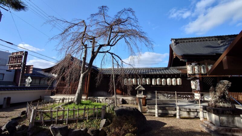 縣神社の本殿と大きなむくの木