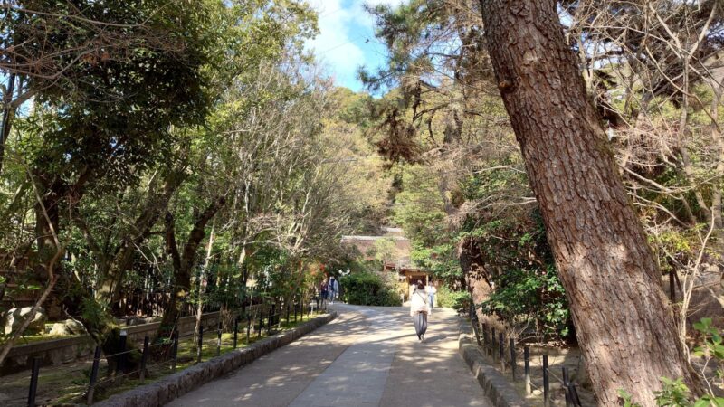 木々に囲まれた宇治上神社の参道と木漏れ日の風景