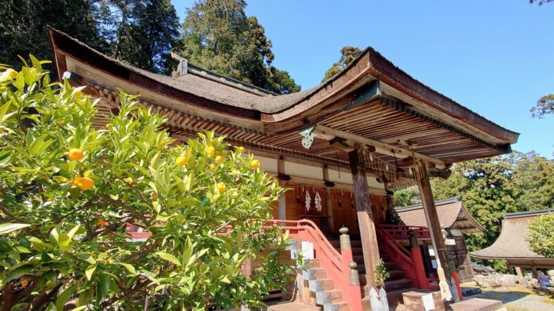 日吉大社宇佐宮本殿前に実る橘の木と社殿