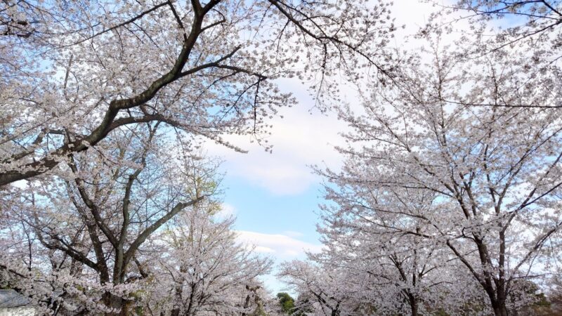 満開の桜が並ぶ二条城清流園の桜並木