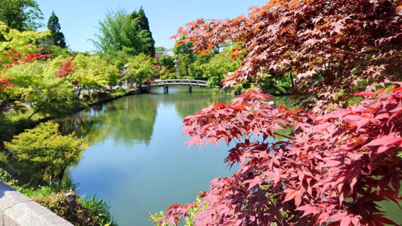 禅林寺境内の放生池と弁天社にかかる橋、新緑と紅葉に彩られた池