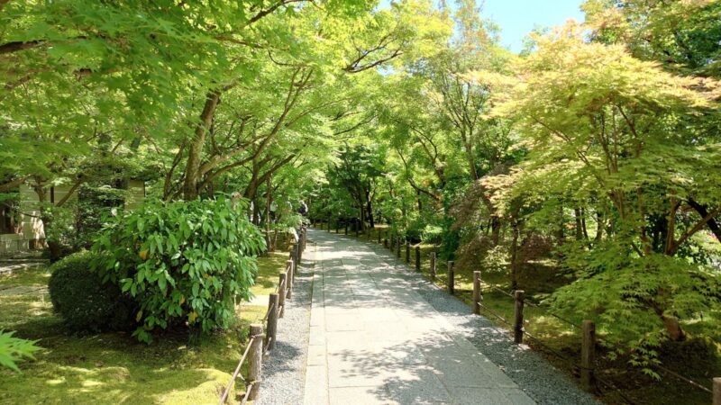 新緑のもみじに包まれた禅林寺境内の参道