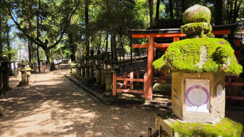 春日大社の参道に並ぶ苔むした石灯籠