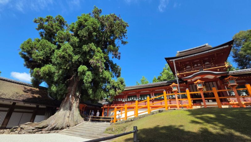 青空と緑の大杉に映える春日大社の中門と御廊
