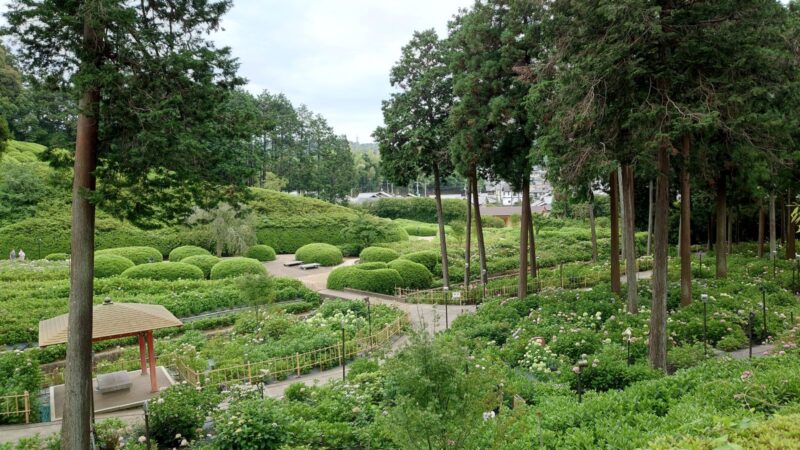 見頃終盤の三室戸寺の紫陽花園を遠くから眺めた景色
