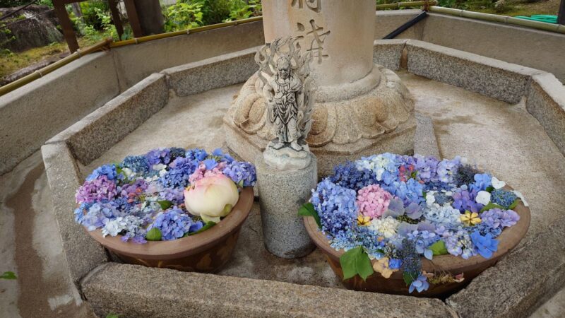 三室戸寺境内の不動水と紫陽花