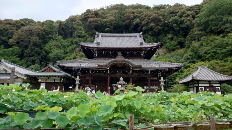 蓮園越しに見る三室戸寺の本堂と背後の緑豊かな山