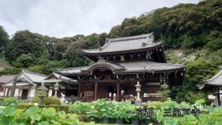 蓮の花が咲く三室戸寺の本堂と背後の緑豊かな山