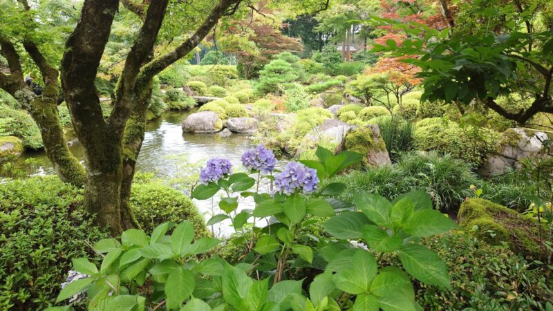 三室戸寺の石庭横にある池泉と咲く紫陽花